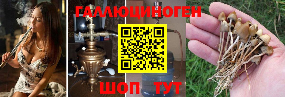 Галлюциногенные грибы Psilocybine cubensis  Вход с VPN  Бердск  купить наркотик  Псилоцибиновые грибы Psilocybe 